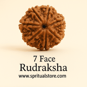 7 face / Mukhi Nepali Rudraksha