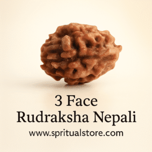 3 face / Mukhi Nepali Rudraksha