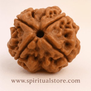 4 face / Mukhi Nepali Rudraksha
