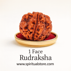 1 Mukhi Gol Rudraksha