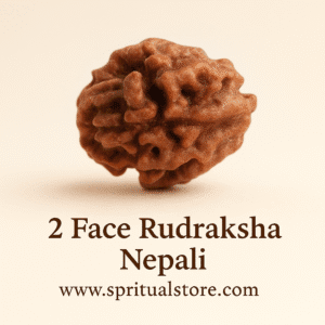 2 face / Mukhi Nepali Rudraksha