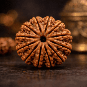 11 Mukhi Rudraksha