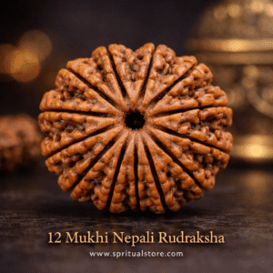 12 Mukhi Rudraksha