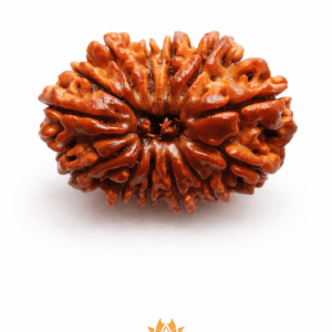 13 Mukhi Rudraksha Nepal