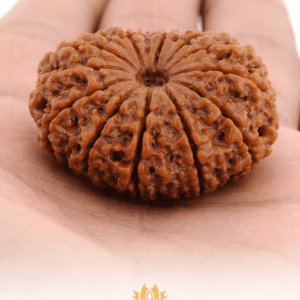14 Mukhi Rudraksha