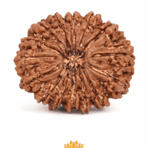 15 Mukhi Rudraksha