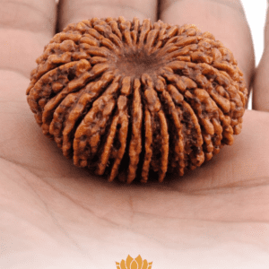 16 Mukhi Rudraksha