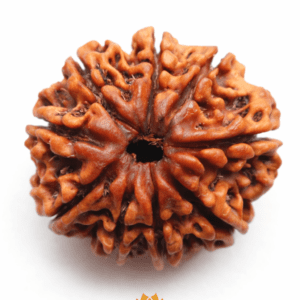 9 Mukhi Rudraksha